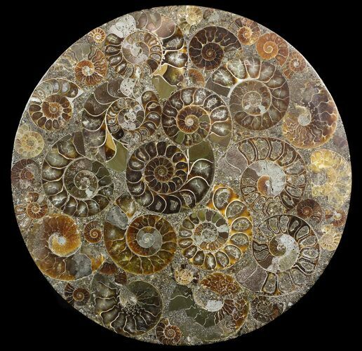 Plate Made Of Agatized Ammonite Fossils #51047